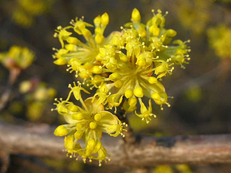 Cornus mas / Corniolo maschio